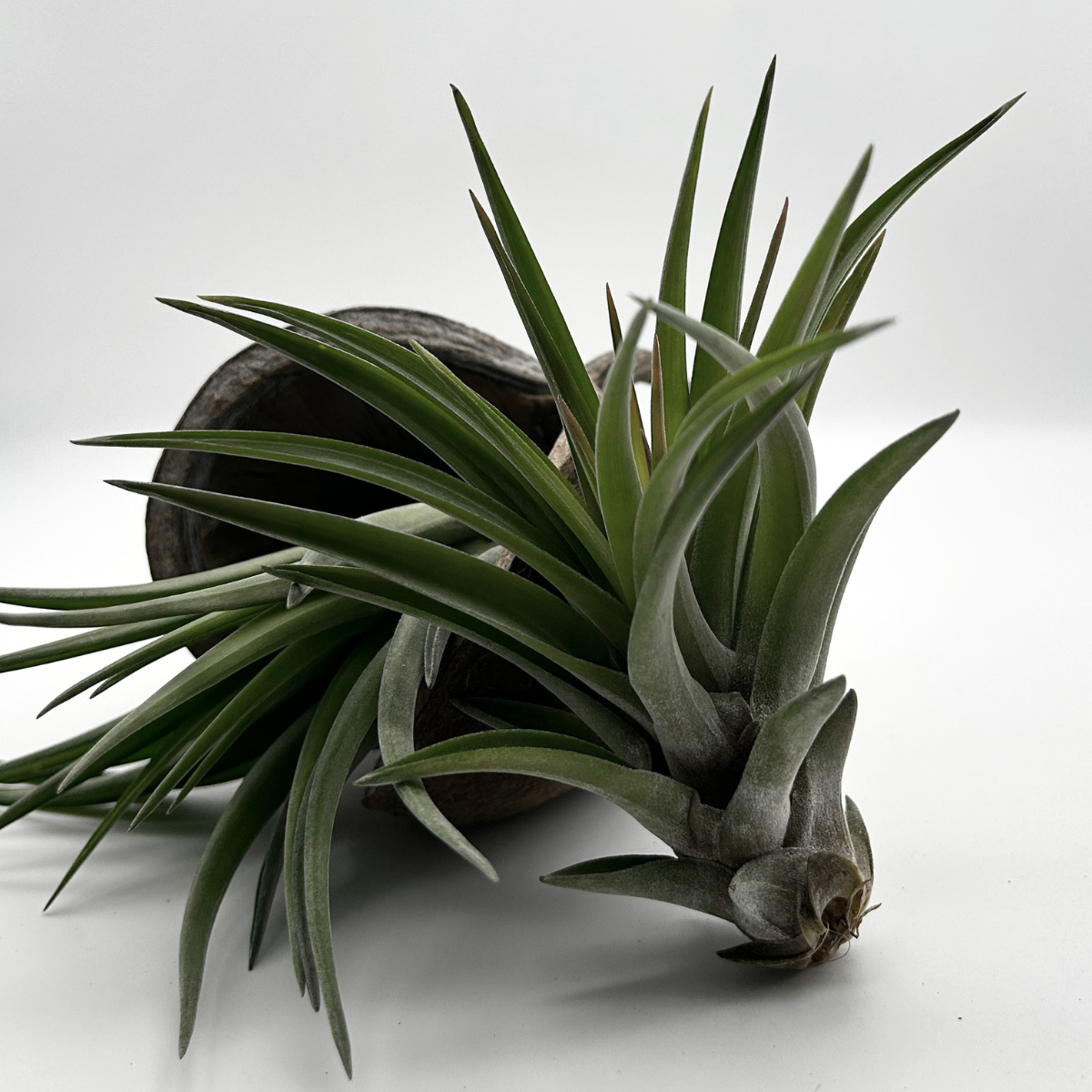 Tillandsia Brachycaulos