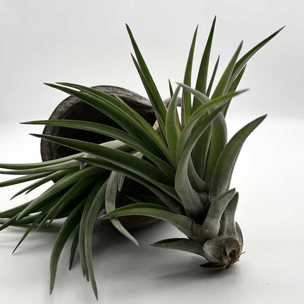 Tillandsia Brachycaulos