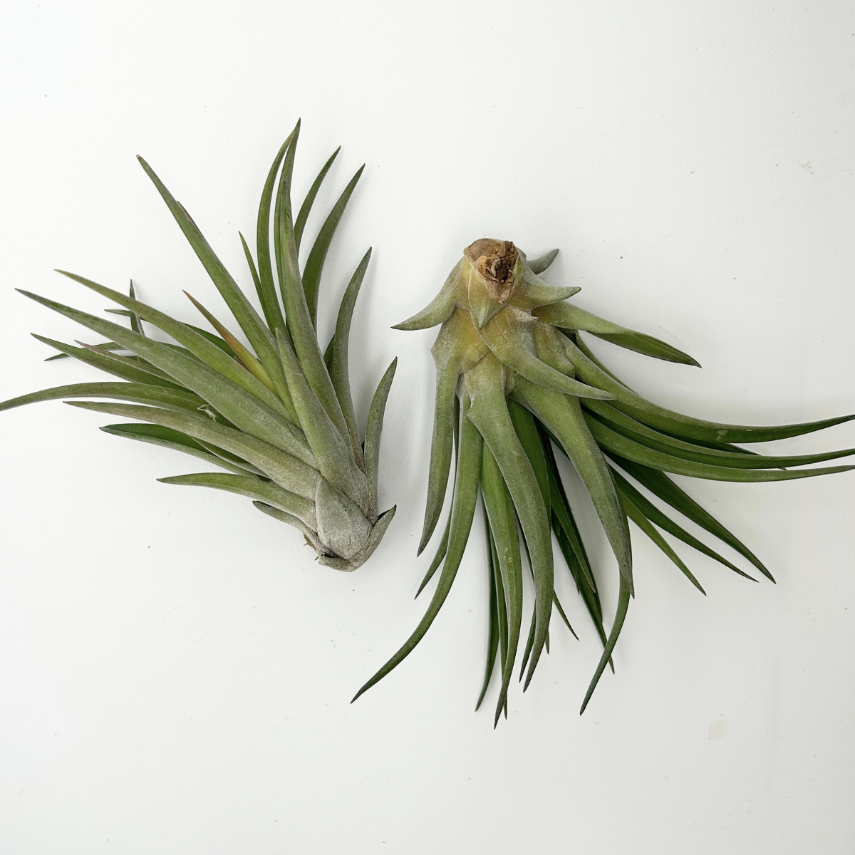 Tillandsia Brachycaulos