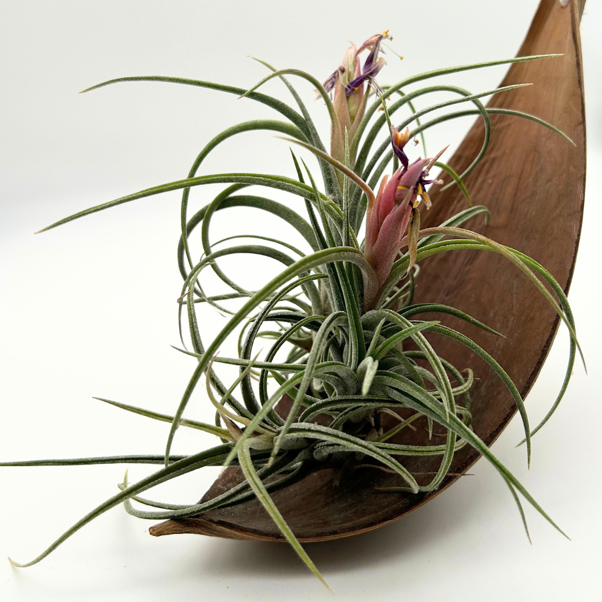 Tillandsia Califano