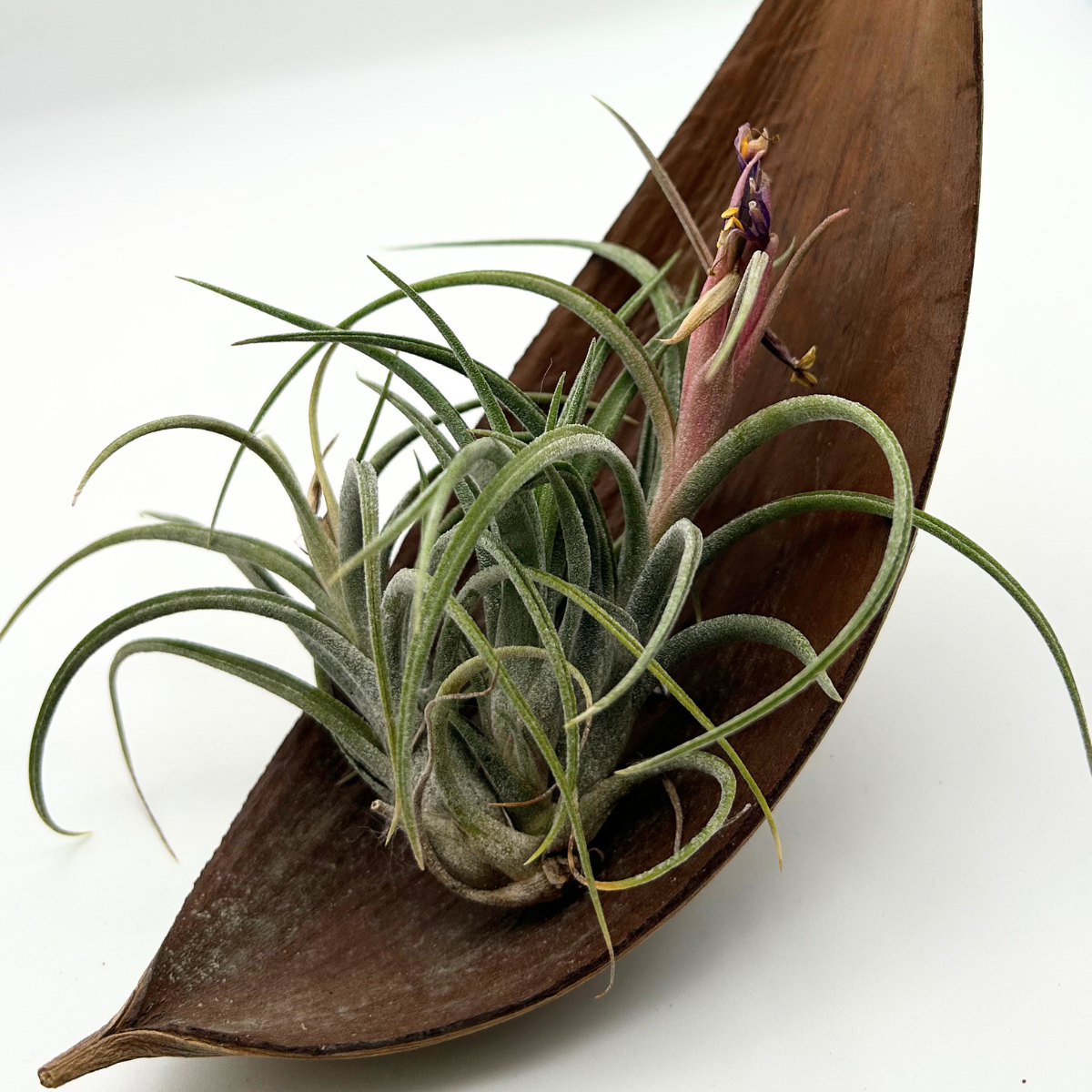 Tillandsia Califano