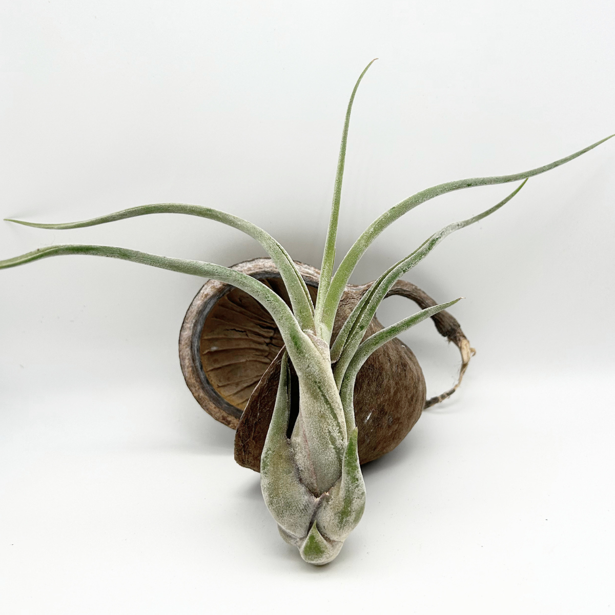 Tillandsia Caput Medusae