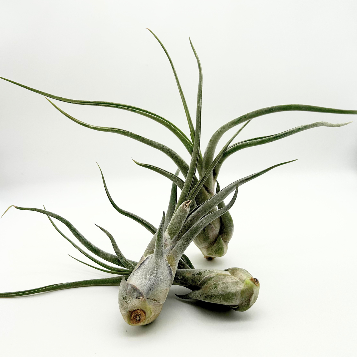 Tillandsia Caput Medusae