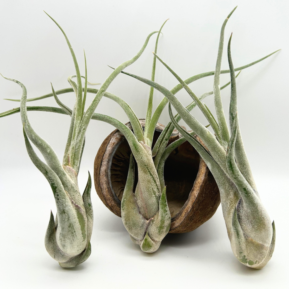 Tillandsia Caput Medusae