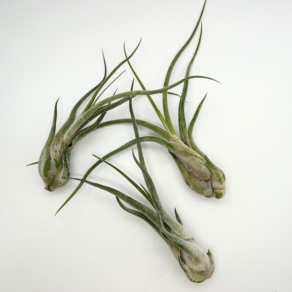 Tillandsia Caput Medusae