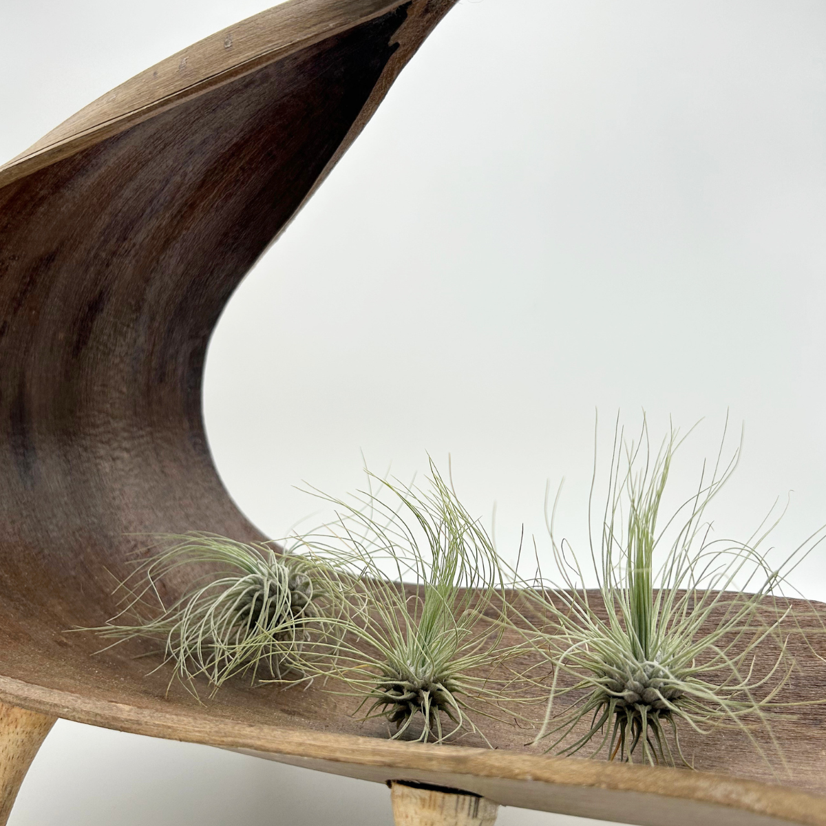 Tillandsia Fuchsii argentea