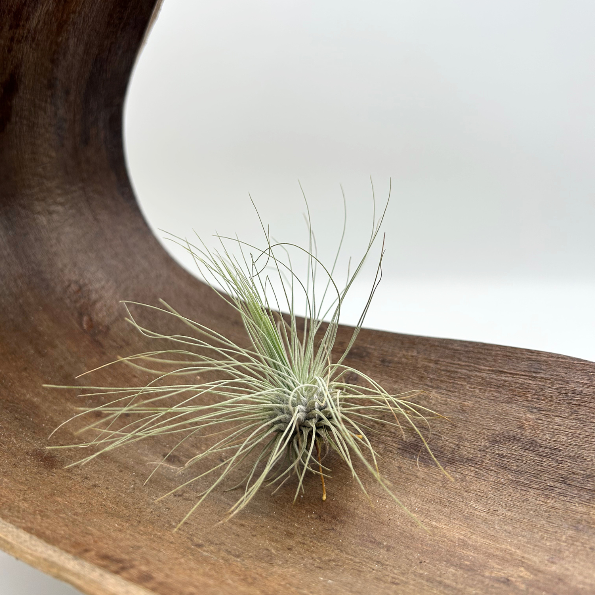 Tillandsia Fuchsii argentea