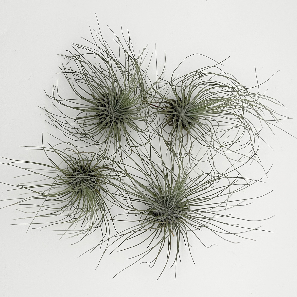 Tillandsia Fuchsii argentea
