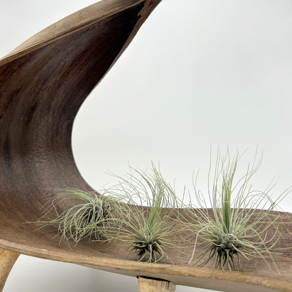 Tillandsia Fuchsii argentea