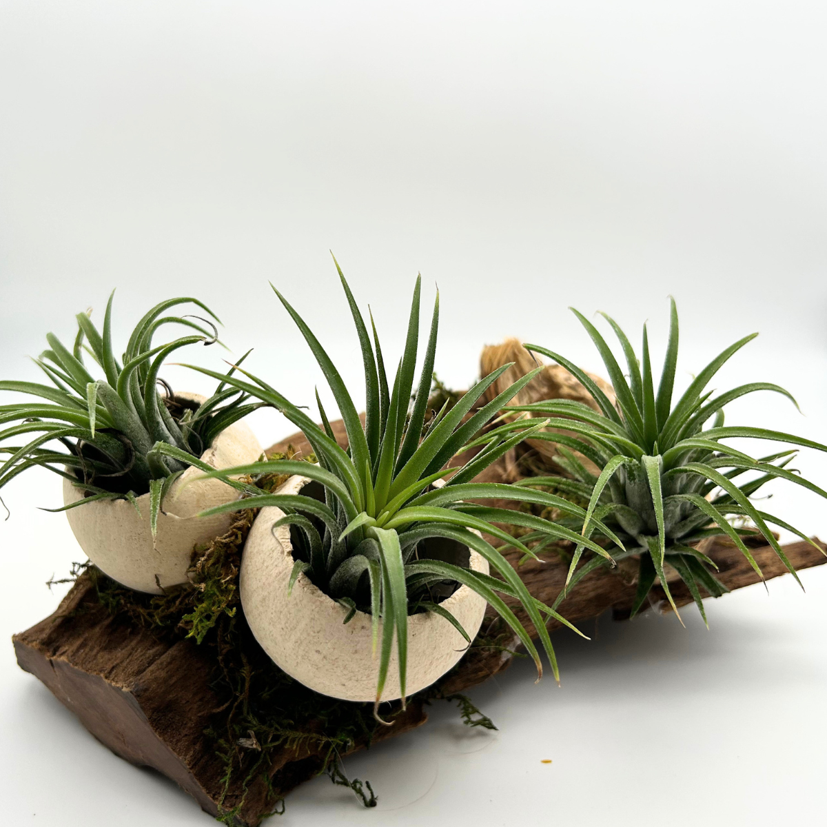 Tillandsia Ionantha