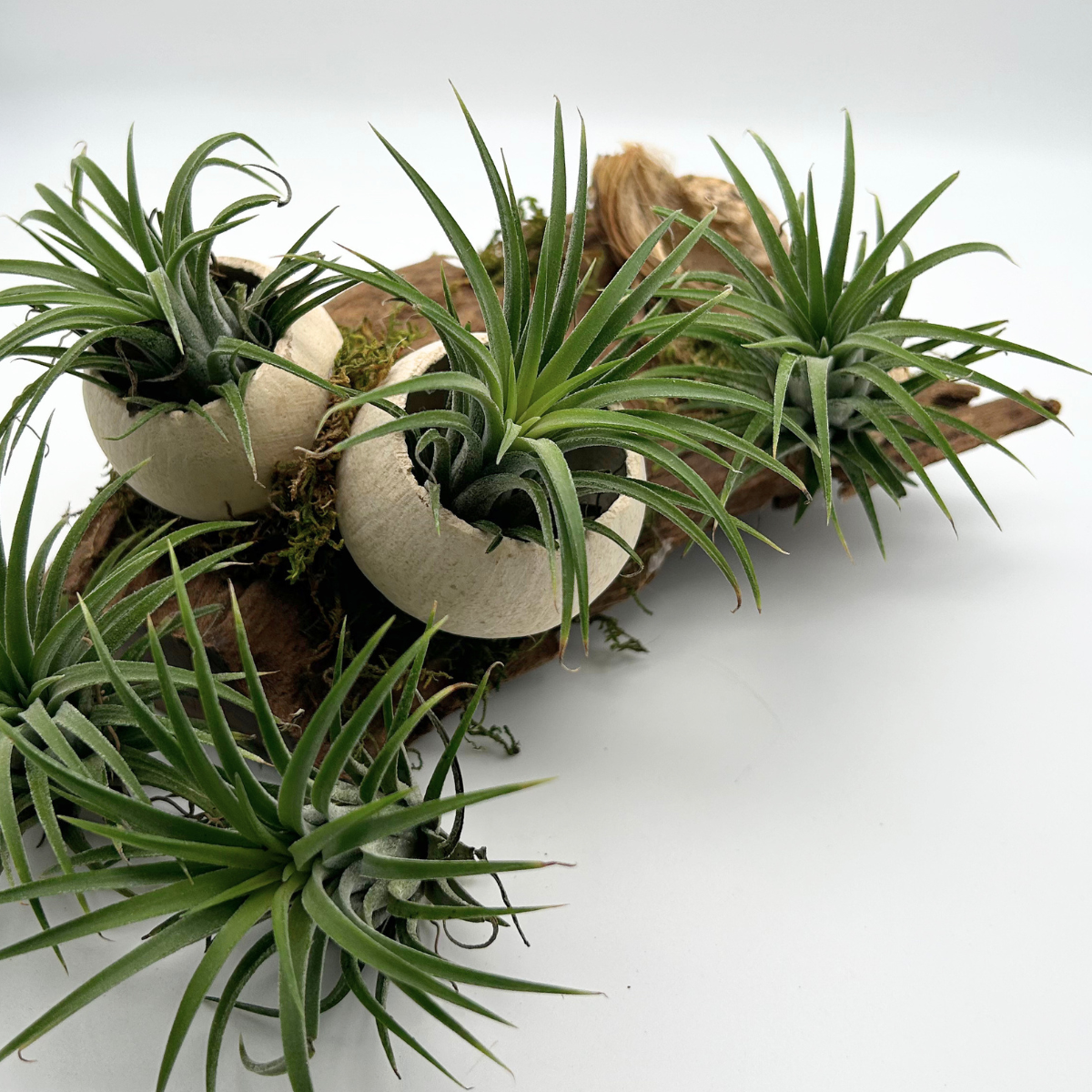 Tillandsia Ionantha