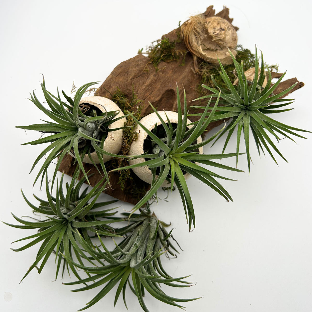 Tillandsia Ionantha