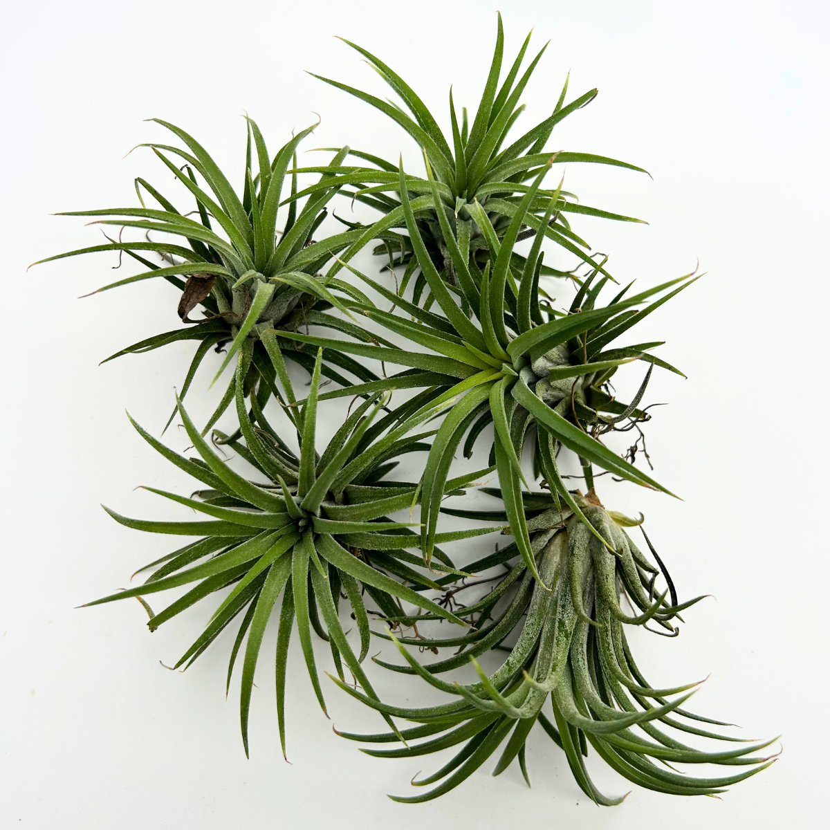 Tillandsia Ionantha