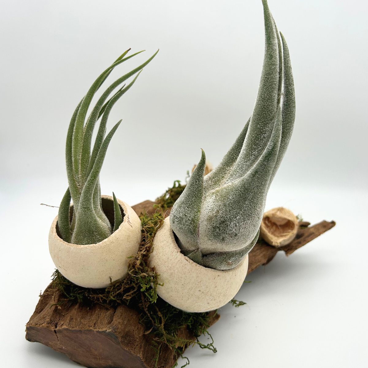 Tillandsia Seleriana