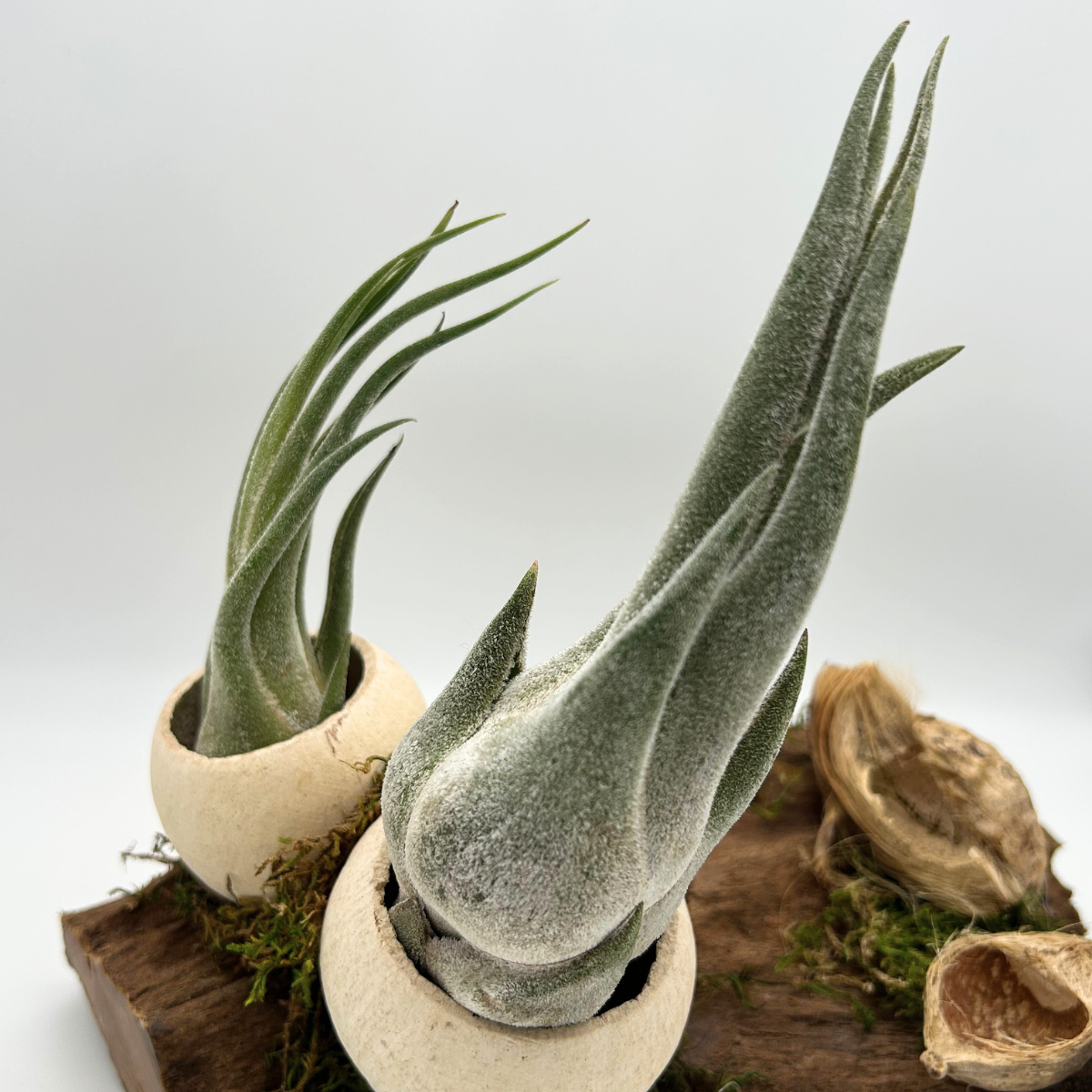 Tillandsia Seleriana