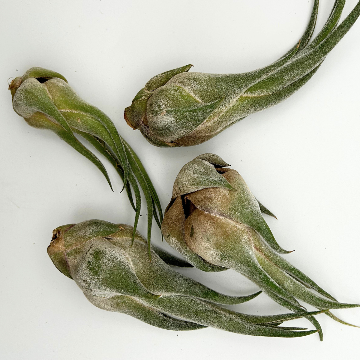 Tillandsia Seleriana