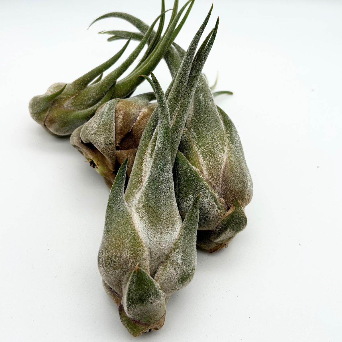 Tillandsia Seleriana