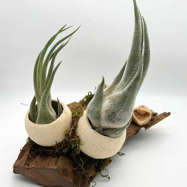 Tillandsia Seleriana