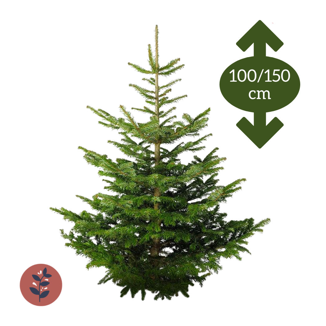 Sapin Épicéa 100/150cm