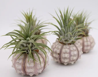 Tillandsia et son oursin Spoutnik