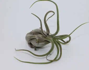Tillandsia Caput Medusae