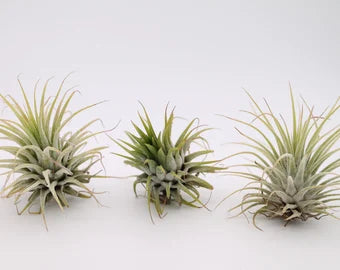 Tillandsia lot de 3 Ionanthas