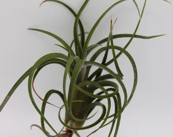 Tillandsia Califano