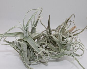 Tillandsia Streptocarpa