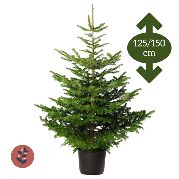 Sapin Épicéa en pot 125/150cm
