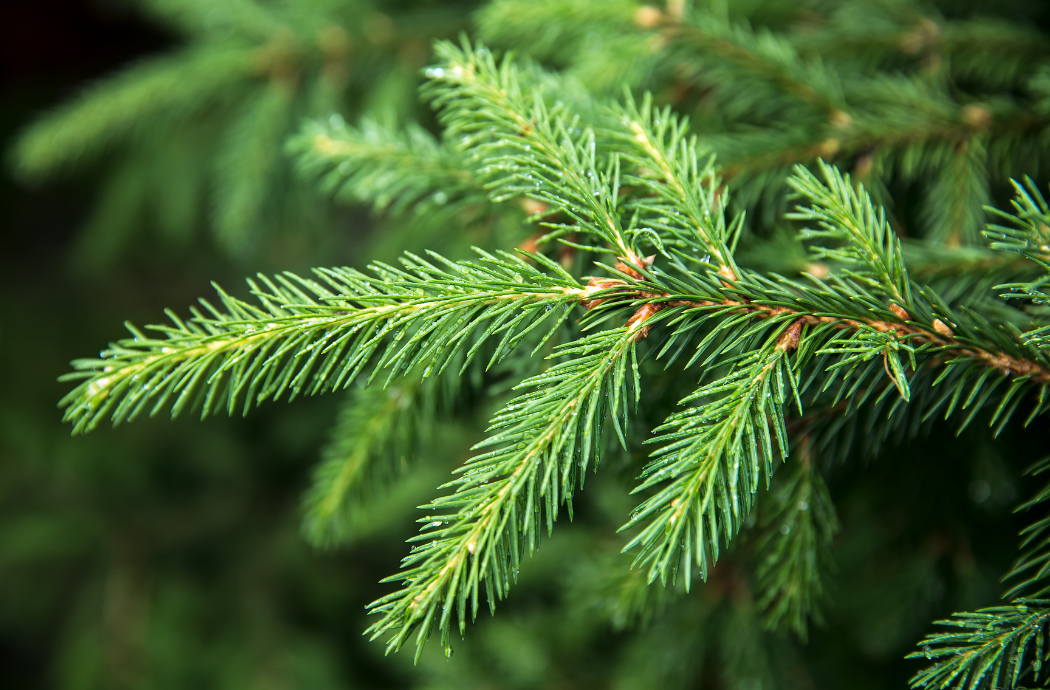 Sapin Épicéa 100/150cm