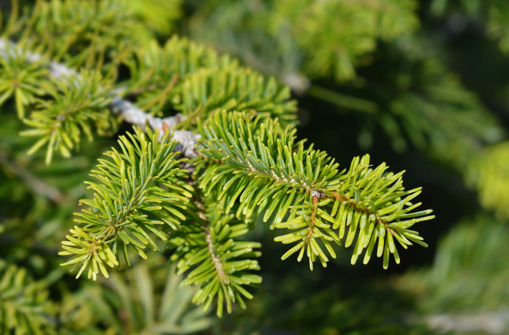 Sapin Nordmann Extra 175/200cm