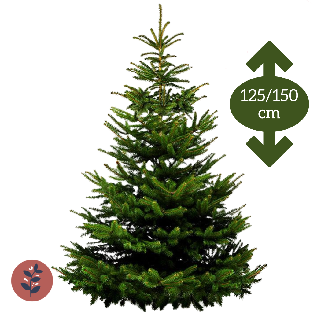 Sapin Nordmann Extra 125/150cm